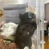 くろごまあん二世 146日目