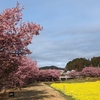 東大山河津桜まつり2025に行ってきました（後編）