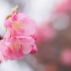 毎年恒例見頃を外した河津桜2025