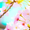 マスク美人という『桜』