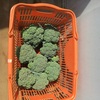 原チャリ🛵で野菜お届け❤︎