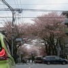 三鷹通り_桜（東京都三鷹市）