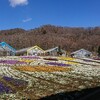 とちぎ花センターでヒスイカズラ観察！