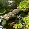 雨の日に 草刈りしたら ヒキガエル