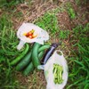 梅雨空に野菜は大漁