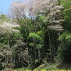 お花見さんぽ