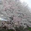 桜散り始める