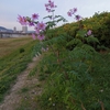 Dahlia imperialis　コダチダリア（キダチダリア、皇帝ダリア）