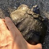 資源として見たミドリガメ、それなりに獲れるようになってきて、どう活用する？