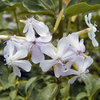 547  Soapwort