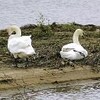 ハクチョウ２羽目撃公園などから逃げ出す？・・・遠賀川中州