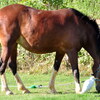 【夢日記】疲れた馬、引き籠もる小鳥