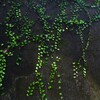雲の中を歩く
