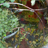 アズマヒキガエル Bufo japonicus formosus