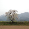 早出川堤防の一本桜（五泉市） 2021(4/4)