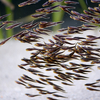 ゴンズイ Plotosus japonicus