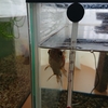 金魚にヒーターは設置しないことに