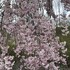 枝垂れ桜が満開