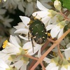 万葉植物園。八重咲きのドクダミの花