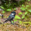 漂鳥は今どうしているか？　富士山で探って来ました。＂ウソ＂そして＂ルリビタキ＂　　野鳥撮影《第360回》