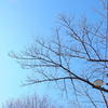2月の桜は準備中☆彡　桜は一日にして咲かず
