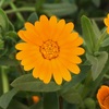 ヒメキンセンカ（姫金盞花、Calendula arvensis）の花