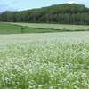 幌加内の蕎麦の花を見に行く
