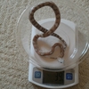 体重測定（ヘビ）