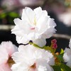 八重桜が一杯 04/03