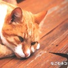 ねこ #59 