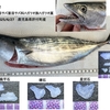 ハガツオのお刺身