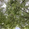 公園でのランチを物語風に書いてみました。「パンとカラスとスズメと私」