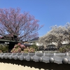 なぎさんぽ　どこかで芽が出る音がする♪