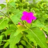 夏のドラマが始まったので♡
