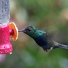 Violet-bellied Hummingbird スミレハラハチドリ