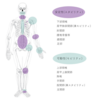 身体の仕組みと痛み ~Joint bay Joint Approach~