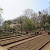 東京都薬用植物園_春だ！（東京都小平市）