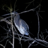 アカハラサギ Agami Heron