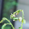 （悲報）バラ プリュネルの秋の新芽が枯れる、秋花は今年は無理か。。