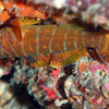 No.145 コクテンベンケイハゼ (Priolepis  akihitoi)