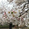 桜満開