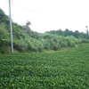 草を持ち出すのも重要になる茶草場の管理