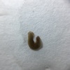 双頭・双尾実験②
