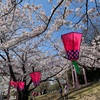 天気も良かったので、家族で桜を見に行きました！