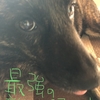 甲斐犬サン、藤川投手を見習えるのかの巻〜ﾄﾞｫｽﾙ??(*´・д・)ﾉ(・д・｀*)ﾄﾞｫｼﾖｯヵ･･･