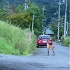 田舎暮らし 鹿と太陽と雨対策