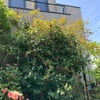 フランソワジュランビル　ツバキ曙を土台に伸ばす