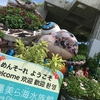 美ら海水族館