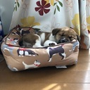 スーパー雑種犬との生活