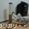 猫爪とぎおすすめ素材4種類【ダンボール・麻の違いと特徴】